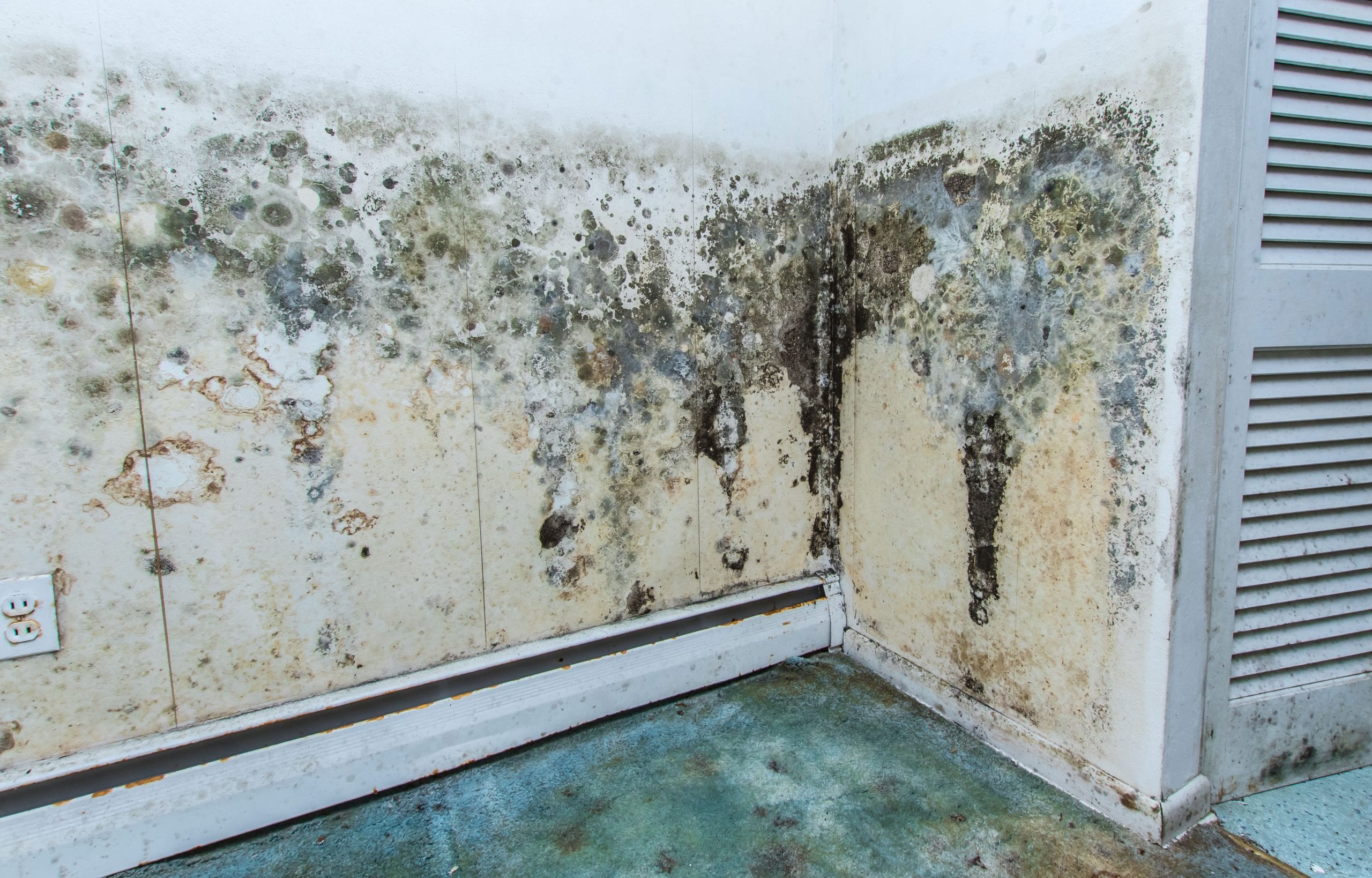anaheim mold removal